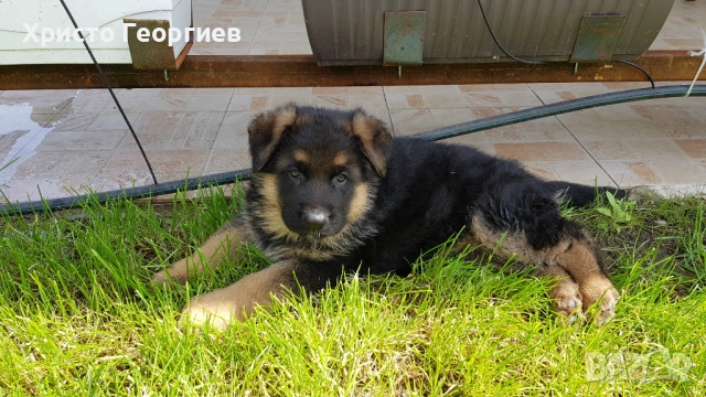Развъдник”Georgiev Nouse”продава малки чистокръвни немски овчарки женски, снимка 3 - Немска овчарка - 51432181