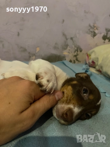 ДЖАК РЪСЕЛ БЕБЕТА 1210251006, снимка 9 - Джак ръсел териер - 52024674