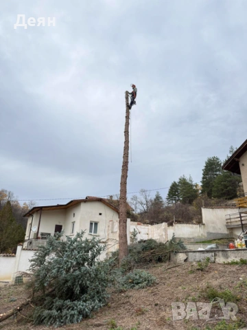 Рязане и кастрене на опасни дървета | Алпийски способ | Арборист, снимка 4 - Други услуги - 53585256