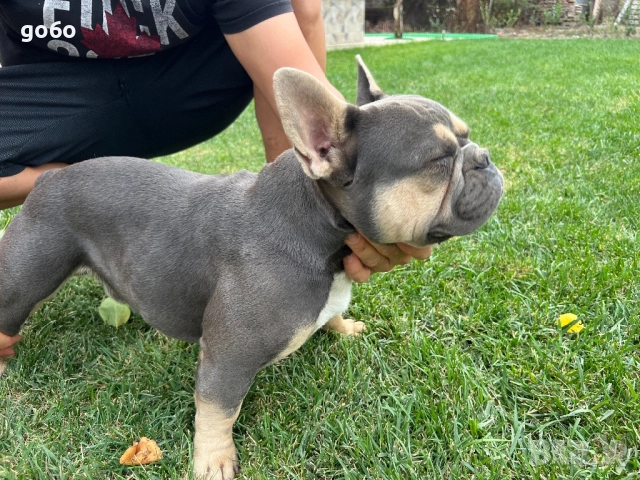 Мъжки френски булдог , снимка 3 - Френски булдог - 51184275