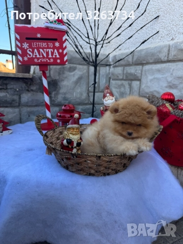 Пухкаво померанче, снимка 4 - Померан - 52611266