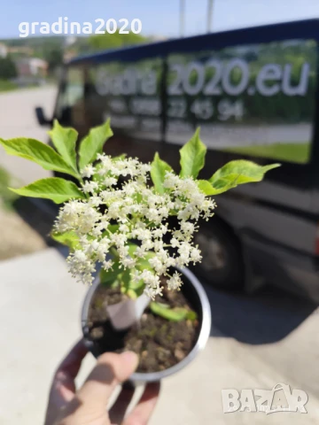  Бъз - Бял   Разсад , снимка 11 - Разсади - 40954906