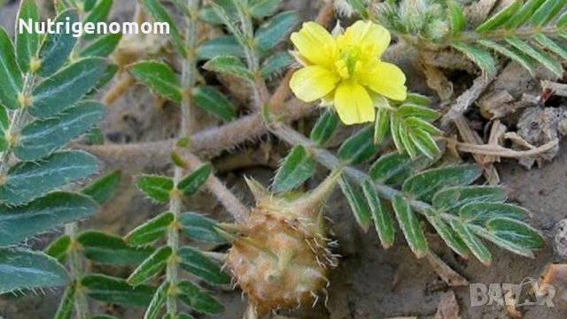 Бабини зъби (Tribulus terrestris L.) Супер концентрат за стимулиране на здравето най-мощният в света, снимка 1