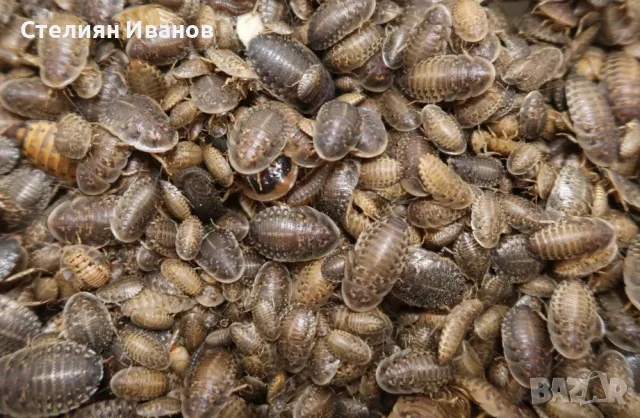 Хлебарки дубия, брашнени червеи, супербрашнен/кралски червей (морио), дрозофили, мокрици (изоподи), снимка 3 - Други - 49534577