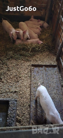 Продавам малки прасета, снимка 5 - Прасета - 53400770