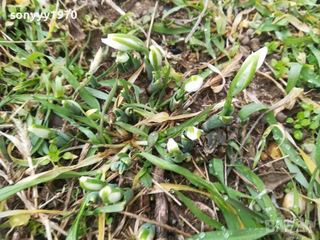 кокичета 2025 година-лот в саксия с земя 2301251704, снимка 5 - Градински цветя и растения - 48800808