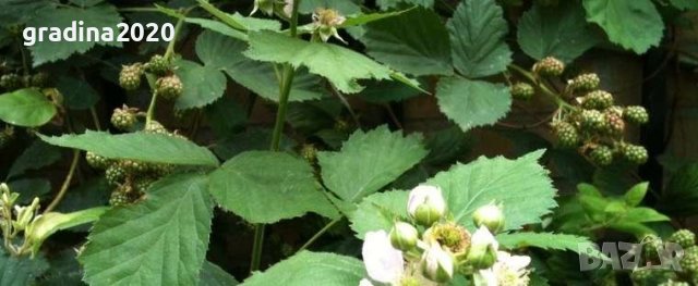   Къпина Блек Сатин -Rubus Fruticosus Black Satin, снимка 7 - Разсади - 43330986