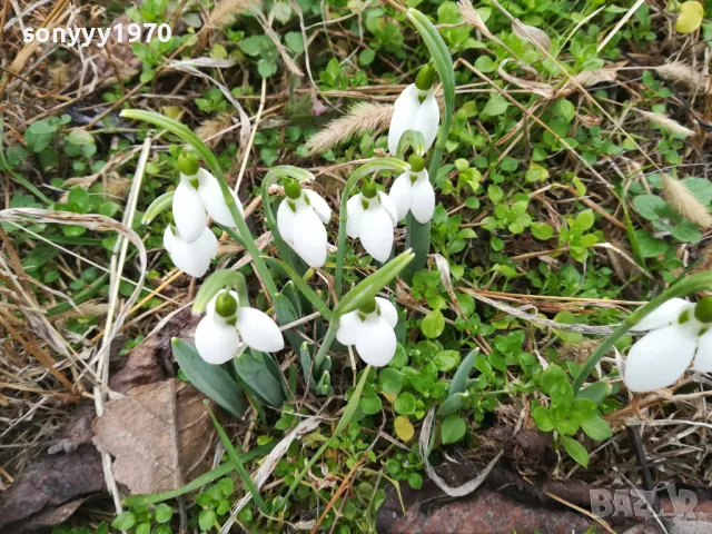 КОКИЧЕНЦА ЗА МОМИЧЕНЦА-СВЕЖА РЕКОЛТА 20025Г 0102251725, снимка 3 - Градински цветя и растения - 48920514