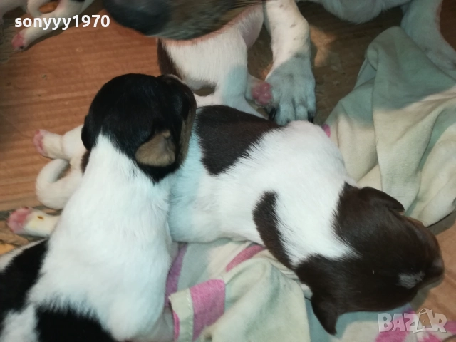 ДЖАК РЪСЕЛ-250ЛВ ЗА СЛАДКО КУТРЕ ПО ИЗБОР 2508251815, снимка 6 - Джак ръсел териер - 51486615