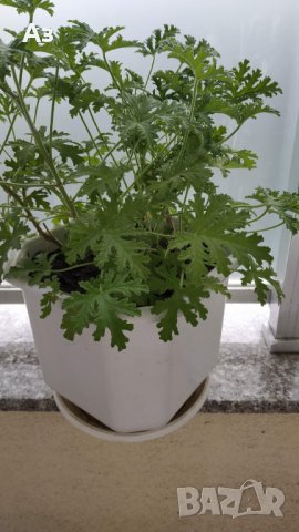 Продавам цветя Индрише, големи , снимка 14 - Градински цветя и растения - 33316742