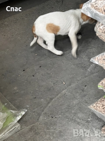 Пинчери , снимка 2 - Пинчер - 52772167