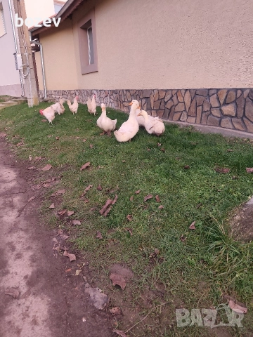 Оплодени яйца от бял легхорн .За информация пишете., снимка 3 - Кокошки и пуйки - 52823089