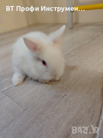 Декоративно зайче Лъвска глава Мини зайче