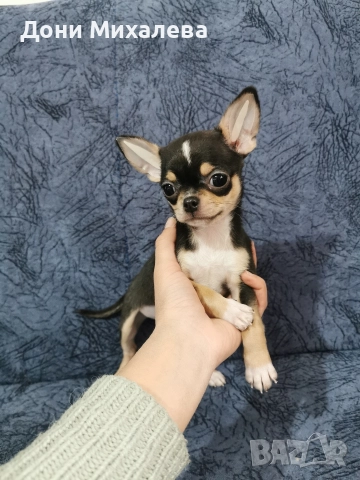 Чихуа Хуа , снимка 4 - Чихуахуа - 52672608
