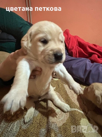 Лабрадор ретривър , снимка 2 - Лабрадор ретривър - 53220479