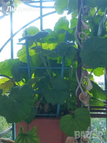 Мушкато,сандъчета,големи,отгледани,последни бройки,ДОГОВАРЯНЕ,готови за декорация и ползване за дома, снимка 10 - Градински цветя и растения - 50448492