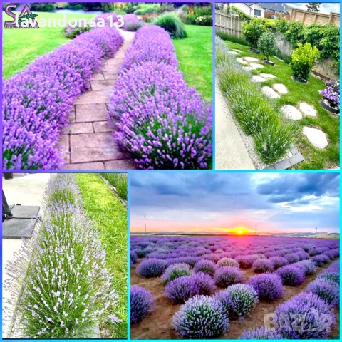 🪻 Разсад Лавандула Севтополис и Лавандин | Туфички и Оформени храсти, снимка 7 - Други - 35959231