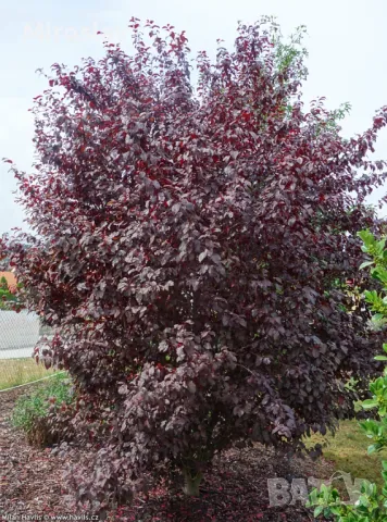 Червенолистна слива (джудже), снимка 8 - Градински цветя и растения - 49812728