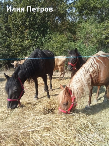 кобила , снимка 6 - Коне - 52154501