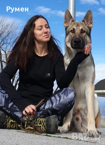 Чехословашки вълчак източно-европейска овчарка, снимка 9 - Други - 52428428