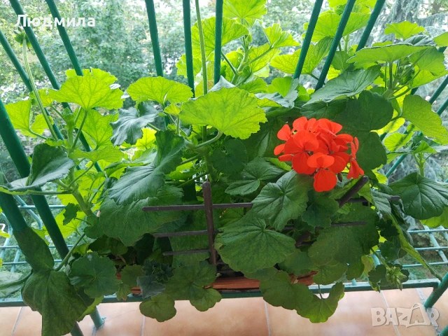 Мушкато,сандъчета,големи,отгледани,последни бройки,ДОГОВАРЯНЕ,готови за декорация и ползване за дома, снимка 13 - Градински цветя и растения - 50448492