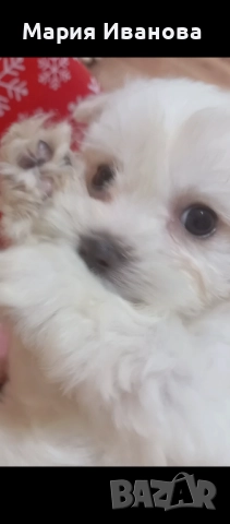 Малтийска болонка , снимка 3 - Болонка - 52910928