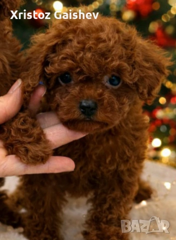  Азиатско момче Тийкъп 