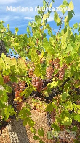 Дългосрочна аренда на лозе мускат ( стар масив) 4.5 дка , снимка 5 - Други оферти за работа - 53139784