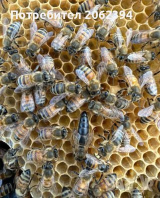 Пчелни отводки