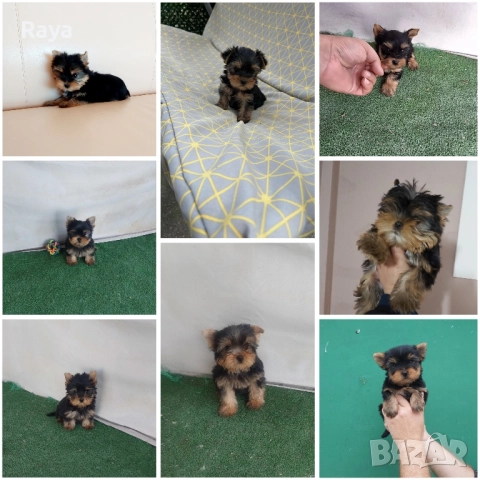 Пудели и йоркита, снимка 2 - Пудели - 52323814