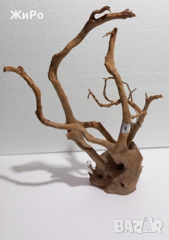 Корен от Азалия /декорация/ 4