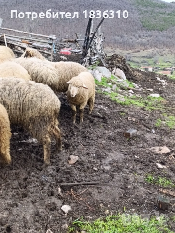 Агнета балкански, снимка 4 - Овце - 53334467