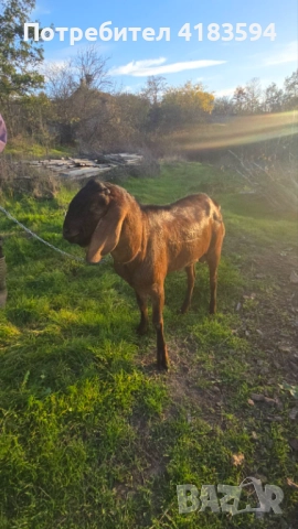 Англонубийски Мъжкар 