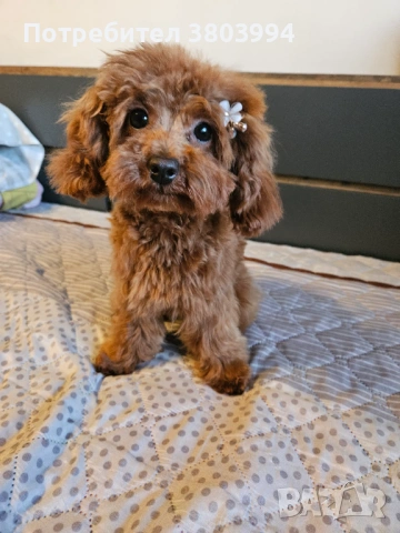 Миниатюрно той пуделче на 7 месеца, момиченце. , снимка 4 - Пудели - 53166399