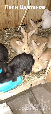 Продавам зайчета, снимка 5 - Други животни - 52867641