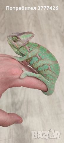 Йеменски Хамелеон / Chamaeleo calyptratus, снимка 5 - Хамелеон - 42266319