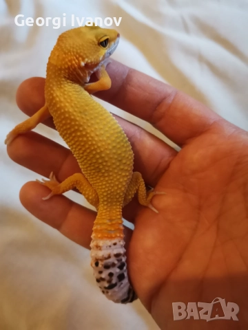 Продавам Леопардов Гекон, снимка 5 - Гекон - 52581494