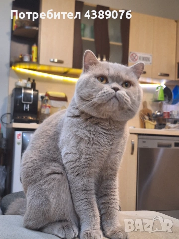 Чистокръвен лилав британец за разплод., снимка 14 - Британска късокосместа - 53074578