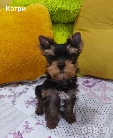 Йорки / Йоркширски териер, снимка 5 - Йоркширски териер - 48384249