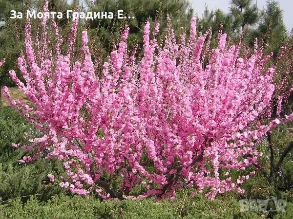 Бадем студоустойчив , снимка 2 - Градински цветя и растения - 49425555