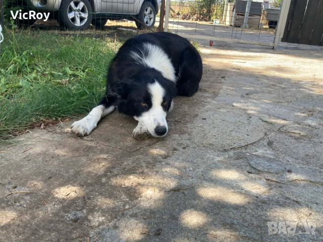 Бордър Коли, снимка 2 - Бордър коли - 52815068