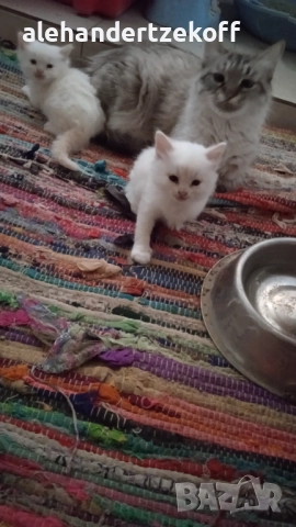 Невска маскарадна котка Neva Masquerade, снимка 6 - Сибирски - 51691685