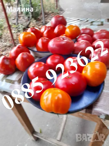 Семена Домат Стари Селски Сортове – Биологично и Екологично Отглеждани и Тютюн