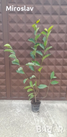 Магнолия Пинки (НОВО)/100-120см, снимка 7 - Градински цветя и растения - 52074975