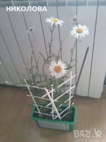 ГРАДИНСКА  МАРГАРИТА, снимка 2 - Градински цветя и растения - 51727986