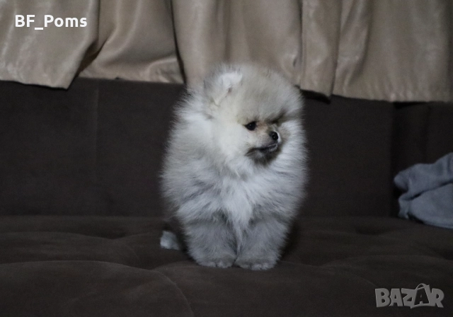 Страхотно момченце померан с родословие FCI, снимка 9 - Померан - 52918943
