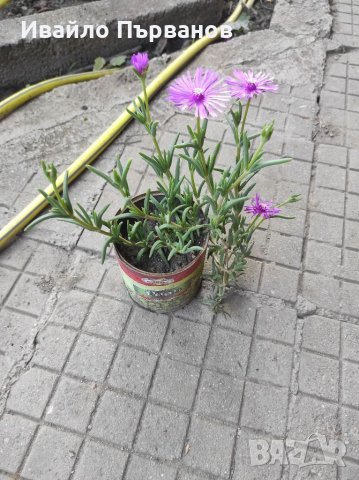 Делосперма , снимка 2 - Градински цветя и растения - 36370328