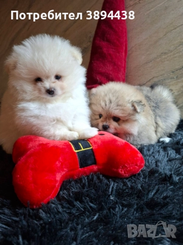 Померан женски, снимка 3 - Померан - 52693672