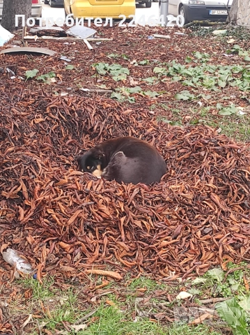 Бубка търси дом! , снимка 3 - Други - 52928338