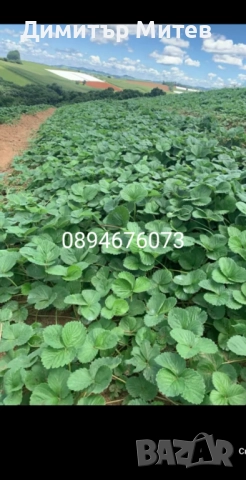 Продавам разсат ягоди , снимка 7 - Разсади - 52135042